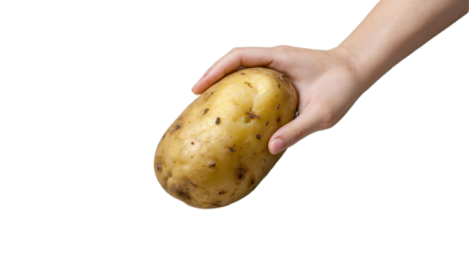 Hand Holding a Fresh Potato Isolated  
