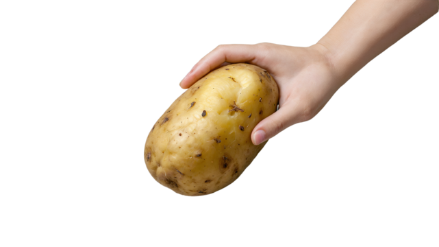 Hand Holding a Fresh Potato Isolated  
