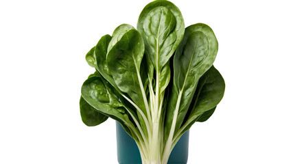 Spinach leaves standing in a cup  
