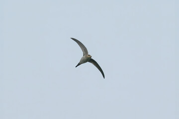 Asian Palm Swift