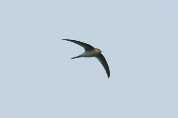 Asian Palm Swift