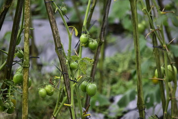 I The combination of vitamins A and C in tomatoes is useful for maintaining healthy teeth and gums, speeding up wound healing, preventing bleeding in small blood vessels,