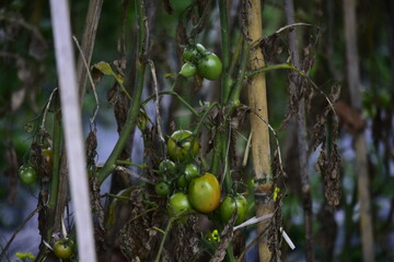 I The combination of vitamins A and C in tomatoes is useful for maintaining healthy teeth and gums, speeding up wound healing, preventing bleeding in small blood vessels,