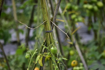 I The combination of vitamins A and C in tomatoes is useful for maintaining healthy teeth and gums, speeding up wound healing, preventing bleeding in small blood vessels,