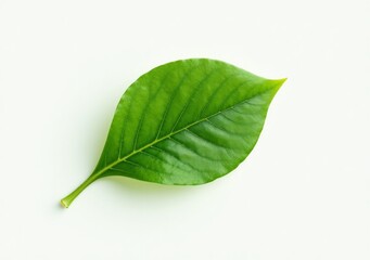 Fototapeta premium Fresh green leaf lying on a light background captured in natural light