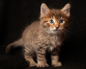 Mr. Jinx, kitten on a black background