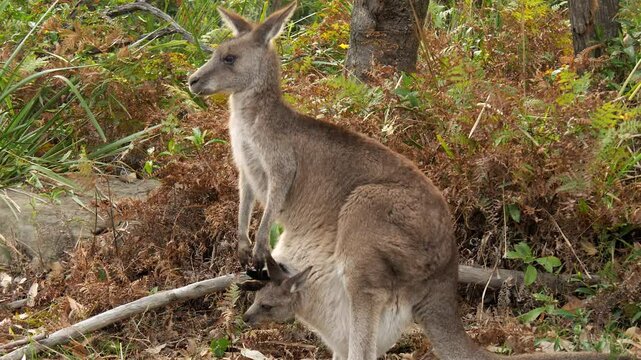 Closeup of a kangaroo chewing on grass, standing with a baby joey in its pouch
