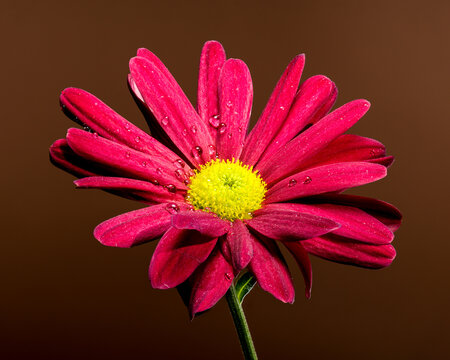 Blooming red red chamomile chrysanthemum on a brown background