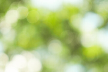 Green color bokeh of tree nature abstract background