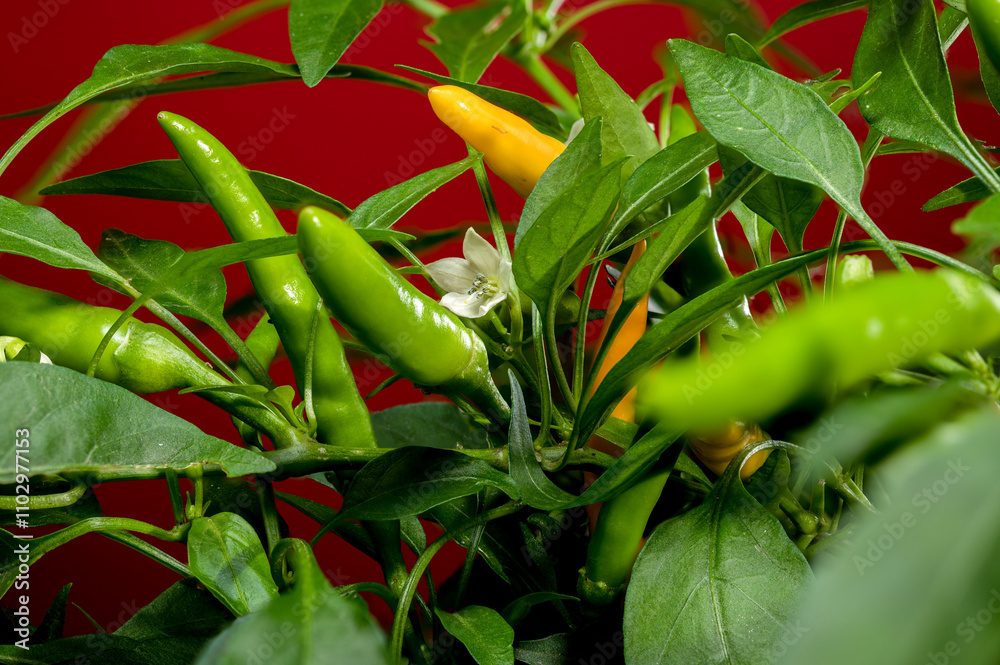 Wall mural golden cayenne pepper on a red background