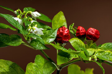 Ornamental pepper Aladdin on a brown background