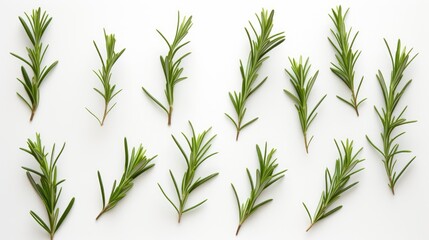 Fototapeta premium Fresh rosemary herb collection arranged on a white backdrop showcasing multiple stems in an overhead view ideal for culinary or herbal themes