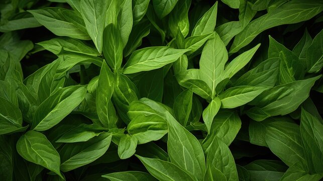 Lush green foliage of Tiliacora triandra highlighting its herbal qualities and vibrant texture in a natural setting.