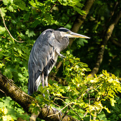 Grey heron, Ardea cinerea, sitting on a branch in a tree and looking around