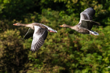 The flying greylag goose, Anser anser is a species of large goose