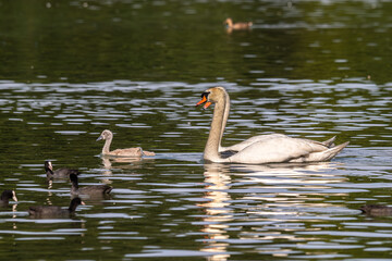 Mute swan family, Cygnus olor swimming on a lake. Mother with babies