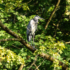 Grey heron, Ardea cinerea, sitting on a branch in a tree and looking around