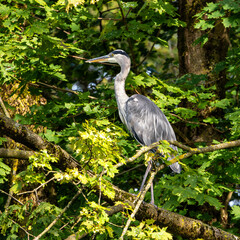 Grey heron, Ardea cinerea, sitting on a branch in a tree and looking around
