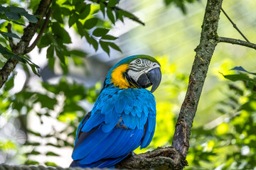 The Blue-and-yellow Macaw, Ara ararauna is a large South American parrot
