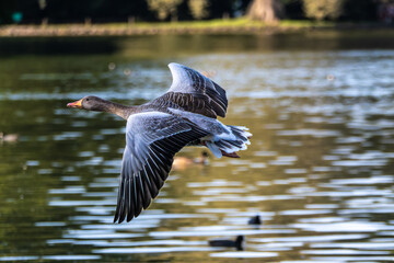 The flying greylag goose, Anser anser is a species of large goose