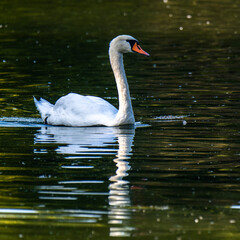 Fototapeta premium Mute swan, Cygnus olor swimming on a lake in Munich, Germany
