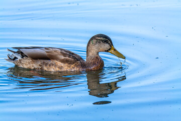 Fototapeta premium Wild duck or mallard, Anas platyrhynchos swimming in a lake in Munich, Germany