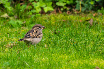 The common starling, Sturnus vulgaris also known as the European starling walking on green grass