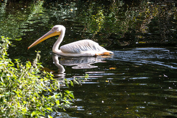 Great White Pelican, Pelecanus onocrotalus in a park