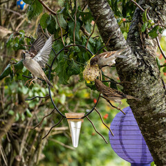 House sparrow bird, Passer domesticus perched on bird feeder containing birdseed.