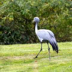 The Blue Crane, Grus paradisea, is an endangered bird