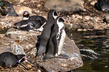 Humboldt Penguin, Spheniscus humboldti in a park