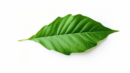 Obraz premium Green leaf isolated on white background showcasing vibrant texture and color perfect for nature and environmental themes