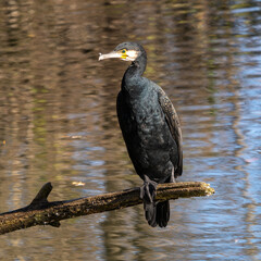 The great cormorant, Phalacrocorax carbo sitting on a branch