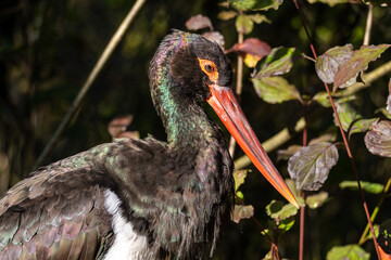 Black stork, Ciconia nigra in a german nature park