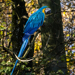 The Blue-and-yellow Macaw, Ara ararauna is a large South American parrot