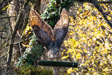 Siberian eagle owl, bubo bubo sibiricus. The biggest owl in the world