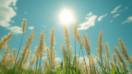 Fototapeta premium Wheat plants illuminated by sunlight under a clear blue sky captured from a dramatic low angle perspective