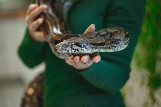 Close up of woman's hands holding white pet snake