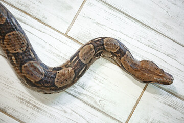 Royal Python, or Ball Python (Python regius) on the floor indoor at home