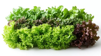 Fototapeta premium Assorted fresh lettuce varieties in vibrant shades of green and red isolated on a clean white background for healthy eating concepts.