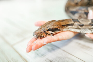 Close up of woman's hands holding white pet snake