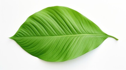 Obraz premium Decorative large green leaf isolated on a clean white background showcasing natural texture and vibrant color for design projects.