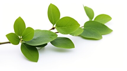 Fototapeta premium Fresh green blueberry leaves isolated on a smooth white background showcasing their vibrant color and natural texture.