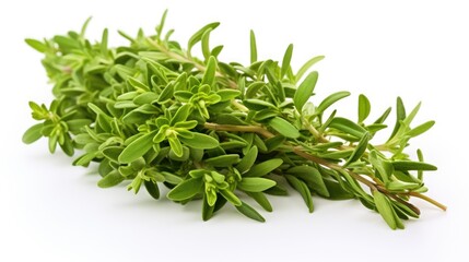Fresh organic thyme sprig on a clean white background showcasing vibrant green leaves for culinary and health-related purposes