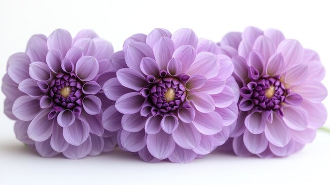 Macro shot of vibrant purple dahlia flowers arranged on a clean white background showcasing intricate petal details and beautiful colors.