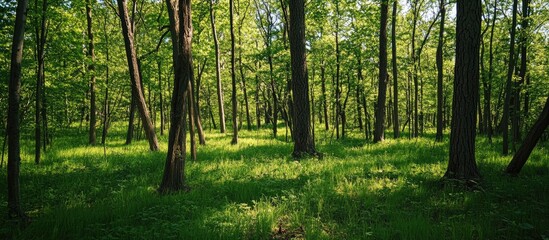 Obraz premium Lush green forest landscape with tall trees and sunlight filtering through leaves creating a peaceful natural environment