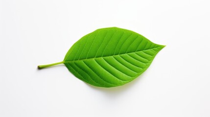Obraz premium Vibrant green leaf isolated on a clean white background highlighting natural beauty and texture for eco-friendly themes and designs