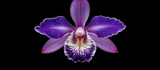 Plakat Stunning close-up of a vibrant purple and white orchid flower showcasing intricate petal details against a black background