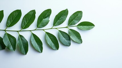 Lush green leaves arranged elegantly on a clean white surface, highlighting the vibrant hues and intricate textures.