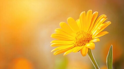 Obraz premium Vibrant yellow and orange daisy flower in profile against a soft, warm-toned background highlighting its delicate petals and natural beauty.